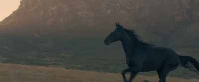 [horse whinnies] - Black Beauty
