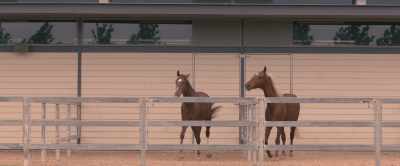 [horse whinnies] - Black Beauty