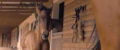 [horse whinnies] - Black Beauty