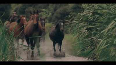 [HORSES NEIGH] - Mystic