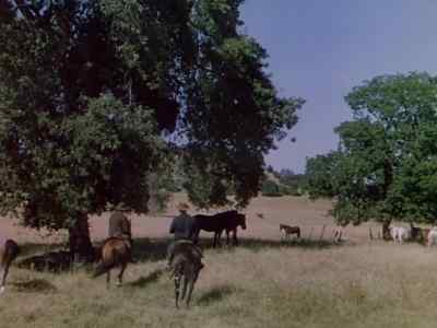 [Horses Whinnying] - The Return of Frank James