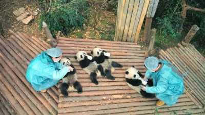 Hou rong hopes her cubs can help - Pandas