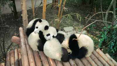 Hou rong's dream is to start
the next phase of her program - Pandas