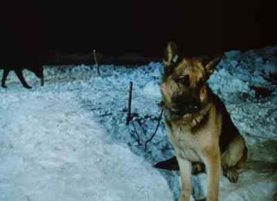 House dog huh?. - The Call of the Wild