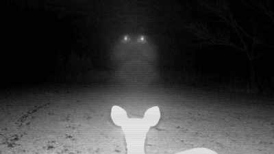 hovering-in-the-forests-of-mississippi - Strange Evidence