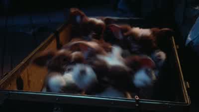 How about shutting up for a change, okay? - Gremlins