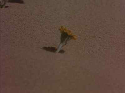 How anything can live
in this harsh region - The Living Desert