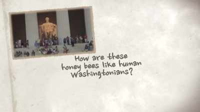 How are these honey bees
like human Washingtonians? - United States of Animals