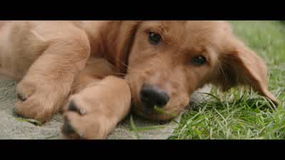 How are you, boy? - A Dog's Purpose