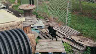 How they can find
a concealed person, - Inside the Mind of a Dog