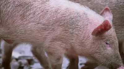 How can something be humane - Pignorant