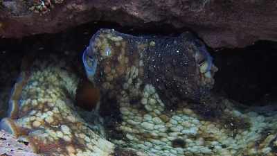 How she can think that quickly
and make those life-and-death decisions, - My Octopus Teacher