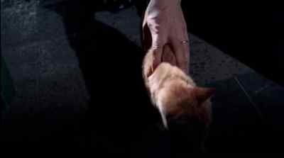 How did you become
a little kitten? - One of Our Spies Is Missing