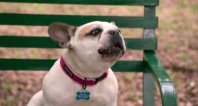 How did that feel to you? - Think Like a Dog