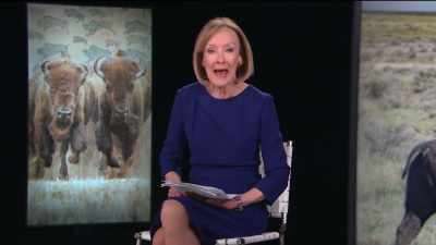 How did this magnificent
animal contribute to the - The American Buffalo
