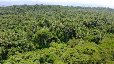 HOW DID THEY THRIVE
IN SUCH A HOSTILE ENVIRONMENT? - Lost Cities of the Amazon