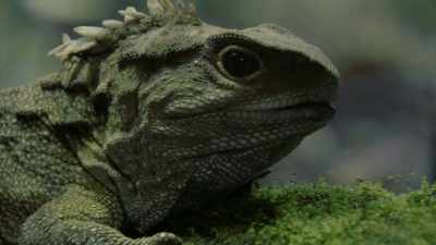How did tuatara survive
the catastrophic events - Modern Dinosaurs