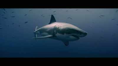 How do you control - Envoy: Shark Cull