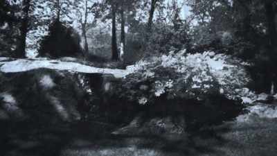 How do I say a thing
that's personal - Trees and Other Entanglements