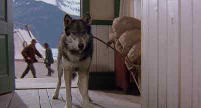 How you doing?
I'd like to have this tested. - White Fang