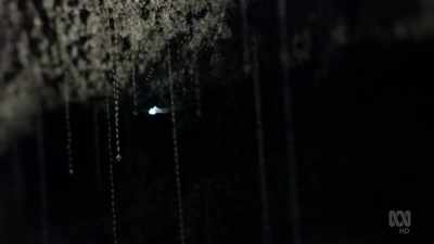 How they got stuck only
becomes apparent as night falls. - David Attenborough's Tasmania