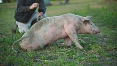 How long has this pig been here like this for? - Pignorant