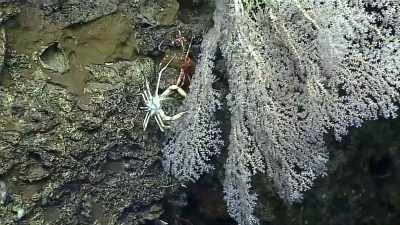 How many creatures
are down there - The UnBelievable with Dan Aykroyd