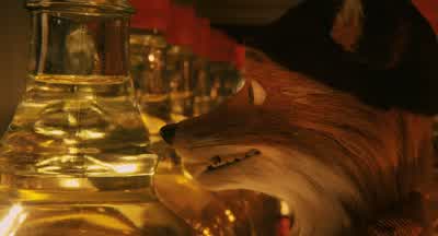 How many jars should l bring up, Franklin? - Fantastic Mr  Fox
