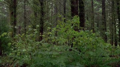 - How many shots did you fire?
- Six, maybe seven. - The X-Files