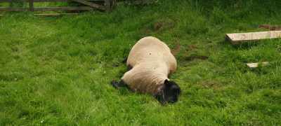 How my poor ram had died was a
mystery. - Clarkson's Farm