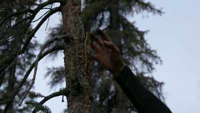How powerful.
It just shred through this. - Life Below Zero: Next Generation
