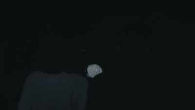 How the hell should I know - An Elephant Sitting Still