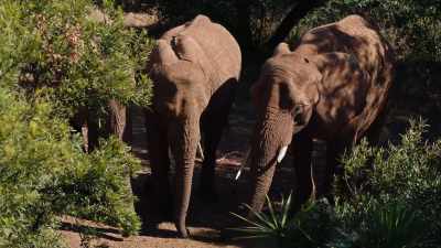 How would you
feel about taking on - A Safari Romance