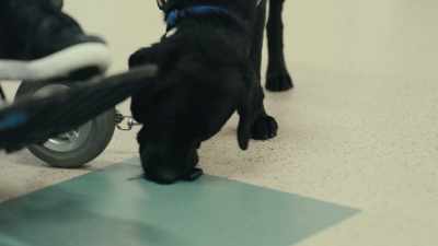 However, he performs
interactive skills very well. - Inside the Mind of a Dog