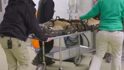 However, he still has
really significant disease - Secrets of the Zoo