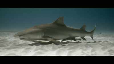 However, unlike the
fishing industry, - Envoy: Shark Cull