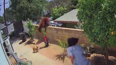 However, wildlife experts
do not recommend pushing bears, - Neighborhood Wars