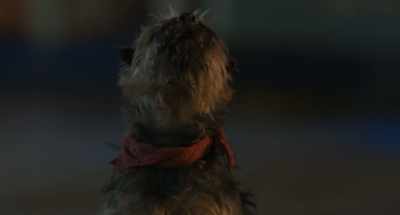 - Howl. Howling.
- (others howling) - Strays