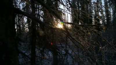 [howling] - Life Below Zero: Next Generation