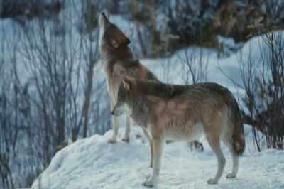 [howling] - Thrive II: This Is What It Takes