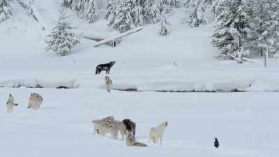 [howling] - Epic Yellowstone