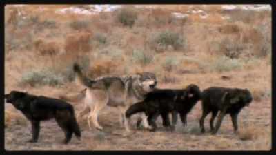 [howling] - Epic Yellowstone