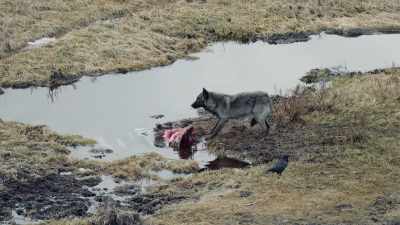 [howling] - Epic Yellowstone