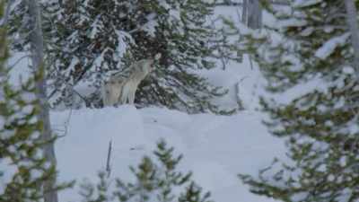 [howling] - Epic Yellowstone
