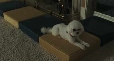 How's my girl? - Priscilla