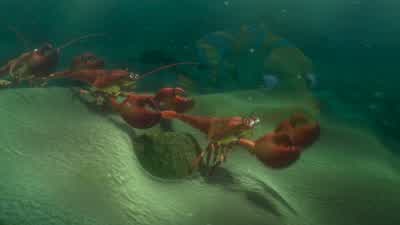 It's wicked dark down thereYou can't see a thing How's it going Bob - Finding Nemo