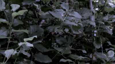 Huckleberries everywhere. - Expedition Bigfoot