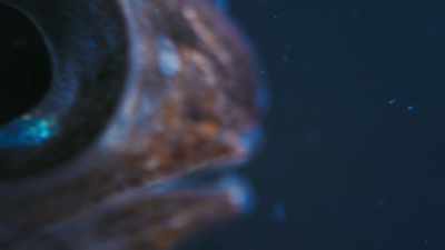 Huge light-sensitive eyes
help pinpoint small prey in the dark. - Super/Natural