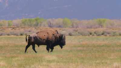 Huge as they are, they are small - The American Buffalo