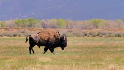 Huge as they are, - The American Buffalo